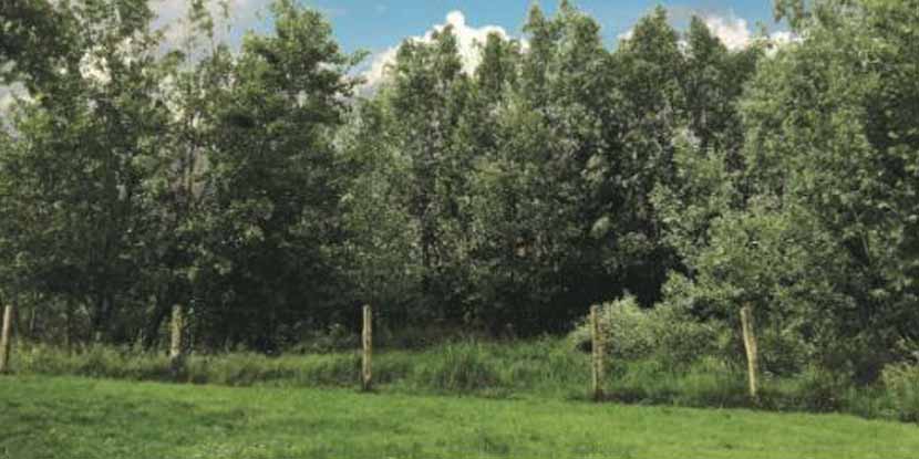 Ripresa, sviluppo, salute: «Solo il green ci salverà»