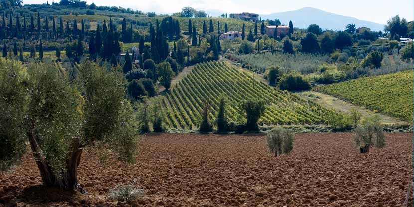 Cibus Forum 2020 – Presentato il primo Rapporto trasversale sulla filiera olivicola-olearia